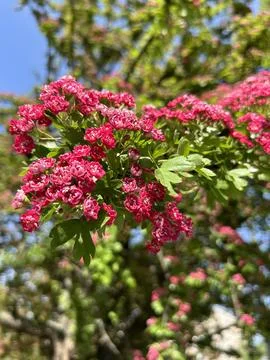 Pink Spring Blossoms on Flowering Tree Branch. Stock Photos