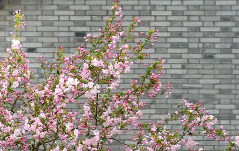 Pink Spring Blossoms On Flowering Tree Branches Against A Gray Brick Wall Stock Photos