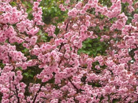 Pink spring blossoms Stock-Fotos