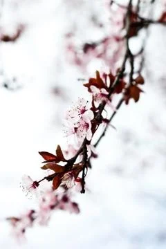 Pink spring blossoms. Stock Photos