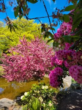 Pink Spring Blossoms by the Pond Foto stock