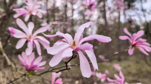 Pink-spring-blossoms-swaying-in-breeze Stock Footage 335448840