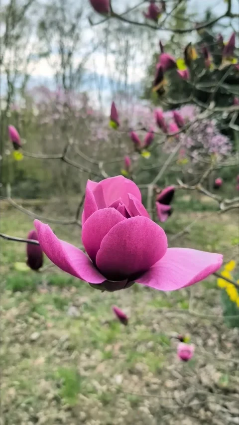 Pink-spring-blossoms-swaying-vertical Stock Footage 335867630