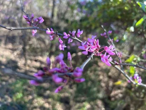 Pink Spring Blossoms on Tree Branch with Soft Natural Background Stock Photos