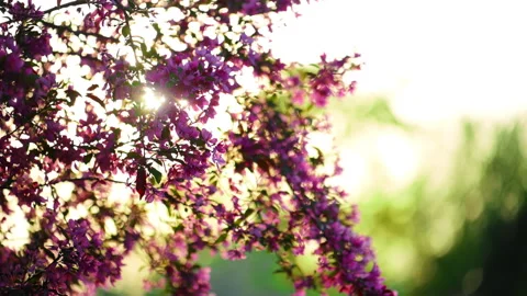 Pink spring blossoms on tree branches backlit by warm sunlight, with soft bokeh Video stock 334059833