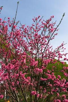 Pink spring blossoms on tree branches Stock Photos