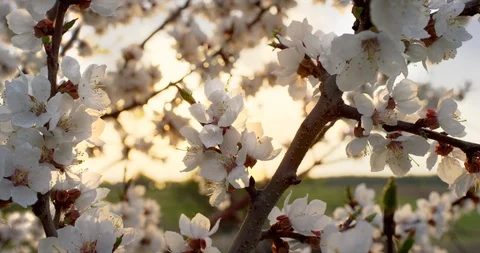 Pink Spring Flower Blossoms on the Cherry Tree. Shot on 6K RED camera in slow Stock Footage 107175610