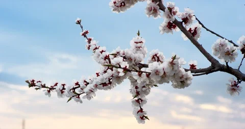 Pink Spring Flower Blossoms on the Cherry Tree. Shot on 6K RED camera in slow Stock Footage 107176262