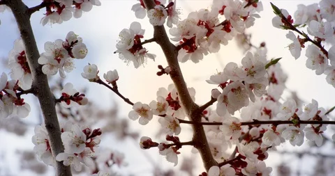 Pink Spring Flower Blossoms on the Cherry Tree. Shot on 6K RED camera in slow Stock Footage 107176760