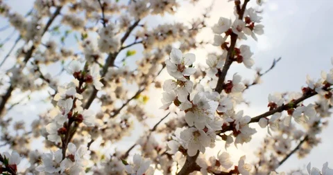 Pink Spring Flower Blossoms on the Cherry Tree. Shot on 6K RED camera in slow Stock Footage 107203082