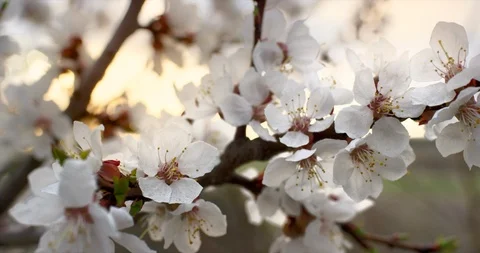 Pink Spring Flower Blossoms on the Cherry Tree. Shot on 6K RED camera in slow Stock Footage 107205470