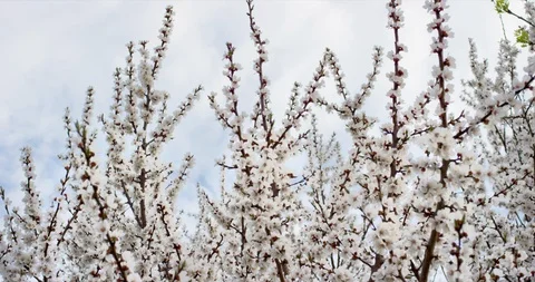 Pink Spring Flower Blossoms on the Cherry Tree. Shot on 6K RED camera in slow Stock Footage 107205554