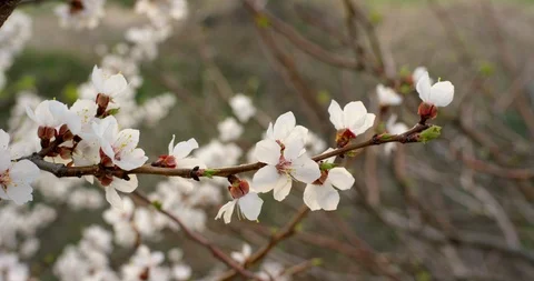 Pink Spring Flower Blossoms on the Cherry Tree. Shot on 6K RED camera in slow Stock Footage 107207376
