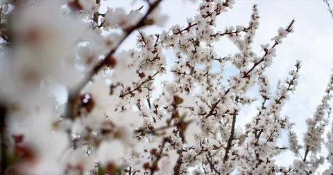 Pink Spring Flower Blossoms on the Cherry Tree. Shot on 6K RED camera in slow Stock Footage 107208044