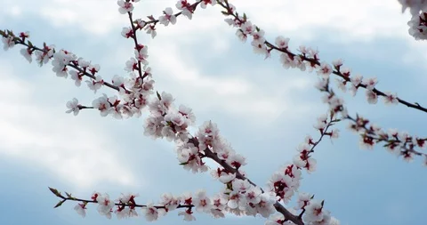 Pink Spring Flower Blossoms on the Cherry Tree. Shot on 6K RED camera in slow Stock Footage 107209575