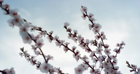 Pink Spring Flower Blossoms on the Cherry Tree. Shot on 6K RED camera in slow Stock Footage 107211805