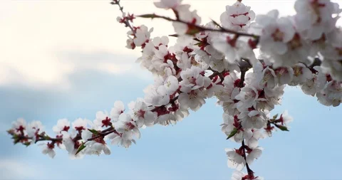Pink Spring Flower Blossoms on the Cherry Tree. Shot on 6K RED camera in slow Stock Footage 107213833