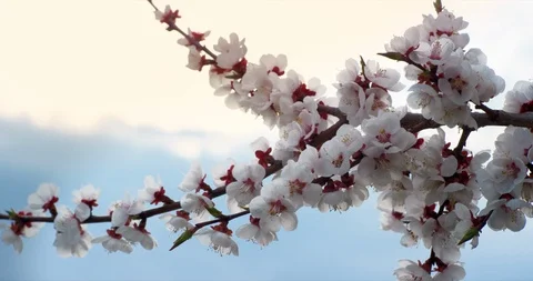 Pink Spring Flower Blossoms on the Cherry Tree. Shot on 6K RED camera in slow Stock Footage 107215711