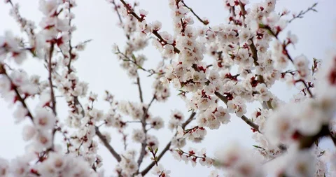 Pink Spring Flower Blossoms on the Cherry Tree. Shot on 6K RED camera in slow Stock Footage 107217209