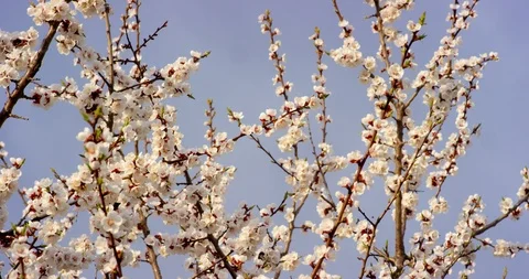 Pink Spring Flower Blossoms on the Cherry Tree. Shot on 6K RED camera in slow Stock Footage 107219224