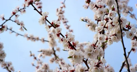Pink Spring Flower Blossoms on the Cherry Tree. Shot on 6K RED camera in slow Stock Footage 107221616