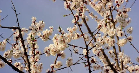 Pink Spring Flower Blossoms on the Cherry Tree. Shot on 6K RED camera in slow Stock Footage 107221761