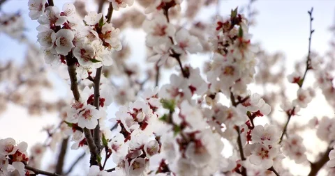 Pink Spring Flower Blossoms on the Cherry Tree. Shot on 6K RED camera in slow Stock Footage 107224327