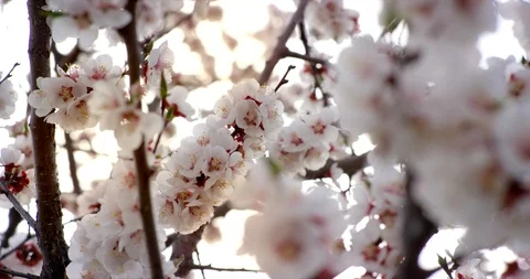 Pink Spring Flower Blossoms on the Cherry Tree. Shot on 6K RED camera in slow Stock Footage 107224596