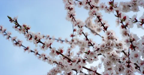 Pink Spring Flower Blossoms on the Cherry Tree. Shot on 6K RED camera in slow Stock Footage 107225776
