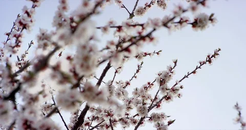 Pink Spring Flower Blossoms on the Cherry Tree. Shot on 6K RED camera in slow Stock Footage 107226843