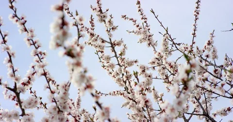 Pink Spring Flower Blossoms on the Cherry Tree. Shot on 6K RED camera in slow Stock Footage 107227246
