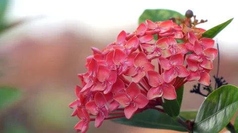 Pink spring flower bundle growing on bush, 4K Stock Footage 50313583