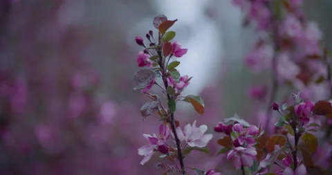 Pink Spring Flowers Blooming In Rain and Wind on Gloomy Day Stock Footage 239509971