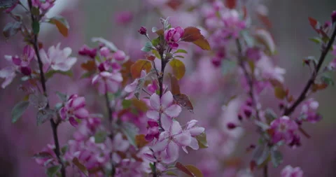 Pink Spring Flowers Blooming In Rain and Wind on Gloomy Day Stock Footage 239582210