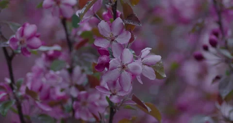 Pink Spring Flowers Blooming In Rain and Wind on Gloomy Day Stock Footage 239582823