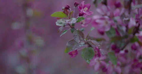 Pink Spring Flowers Blooming In Rain and Wind on Gloomy Day Stock Footage 247100106