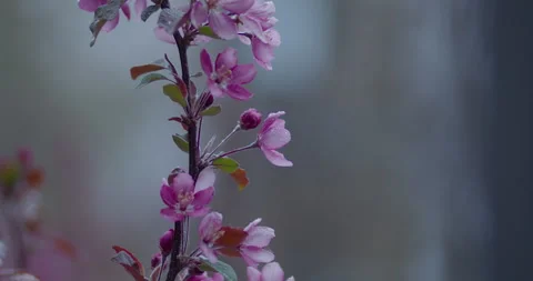 Pink Spring Flowers Blooming In Rain and Wind on Gloomy Day Stock Footage 250043681