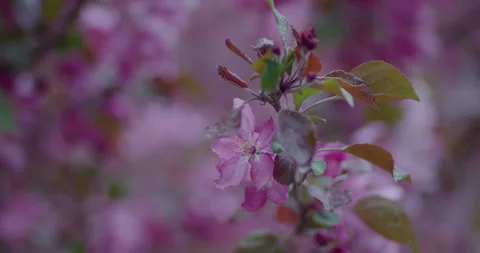 Pink Spring Flowers Blooming In Rain and Wind on Gloomy Day Stock Footage 263854589