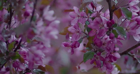 Pink Spring Flowers Blooming In Rain Stockbeeldmateriaal 294873231