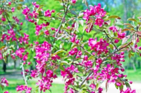 Pink spring flowers on branches Stock Photos