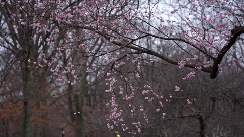 Pink Spring Flowers in Central Park Stock Footage 308911672