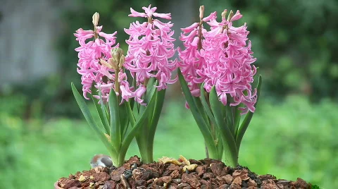 Pink spring flowers with chickadee Stock Footage 644719