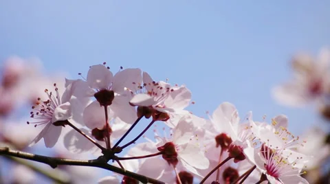 Pink spring flowers Stock Footage 4481905