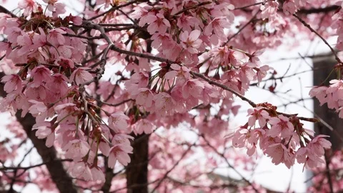 Pink Spring Flowers Vídeo Stock 106044824