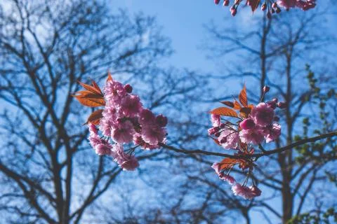Pink spring flowers on a fruit tree Stock Photos