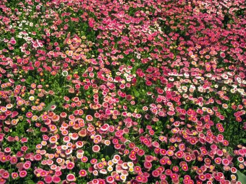 Pink spring flowers in the gardens of Sofia. Stock Photos