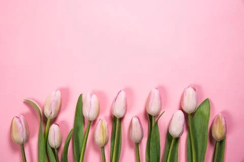 Pink spring flowers Objective background Stock Photos