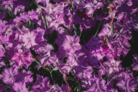 Pink spring flowers Stock Photos