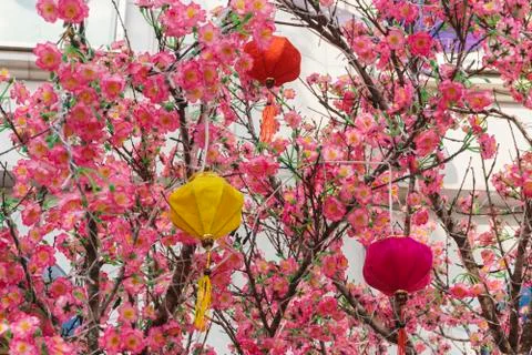 Pink spring flowers Stock Photos