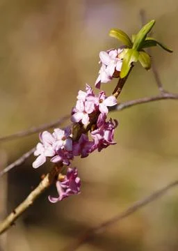 Pink spring flowers Stock Photos
